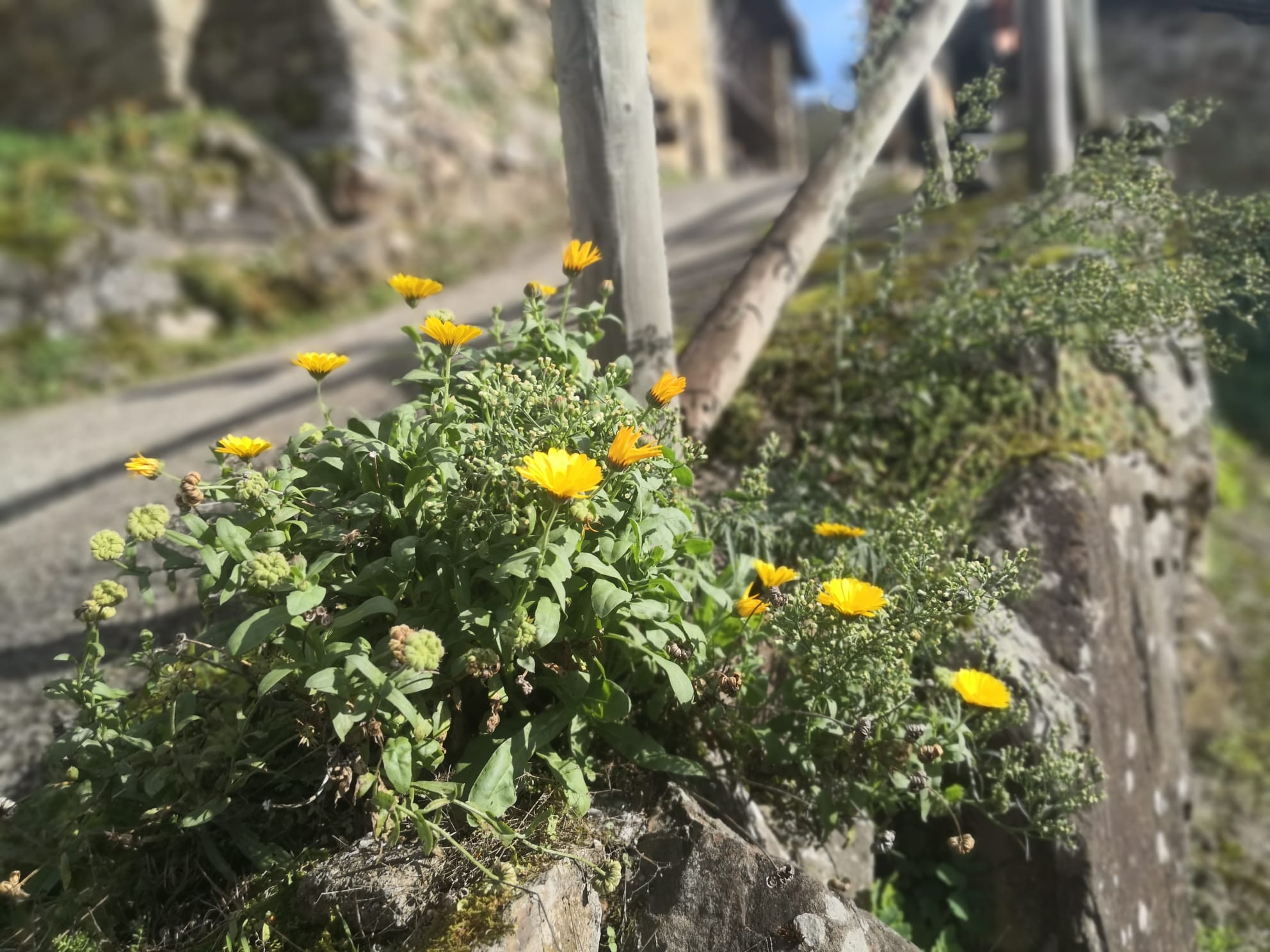 Calendula camino