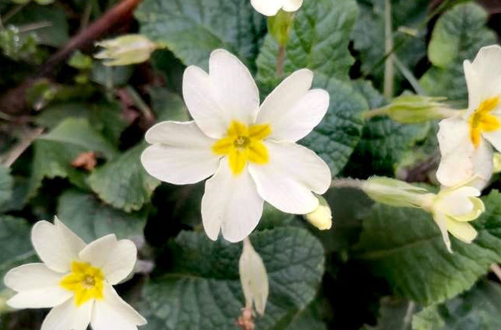 La flor de San José